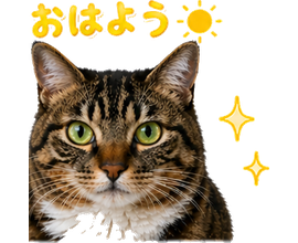 こちらを見つめる猫