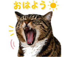 大きくあくびをする猫